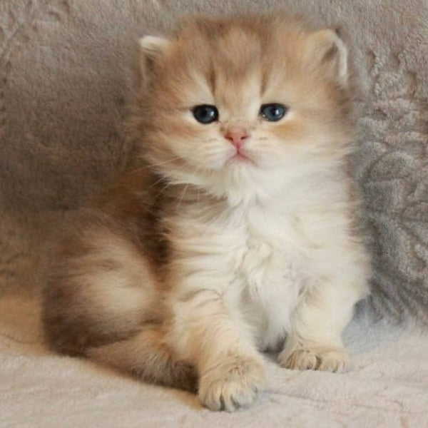 Mickey British Longhair male, blue golden shaded