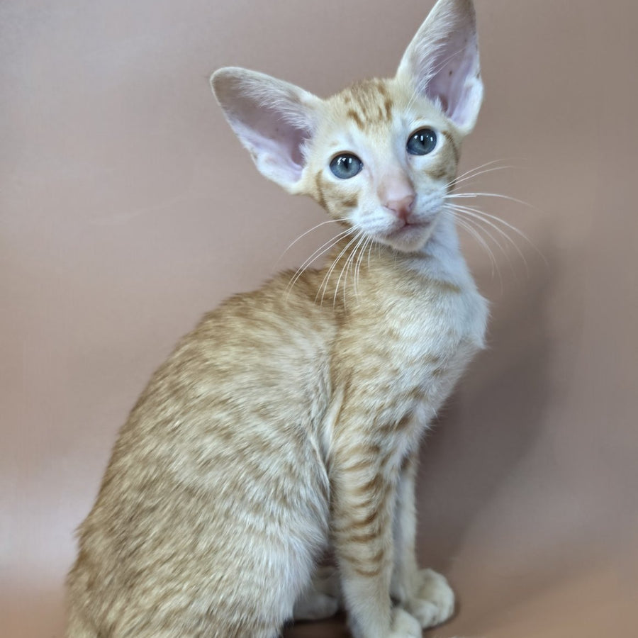 Khepri Oriental Shorthair male, red spotted tabby