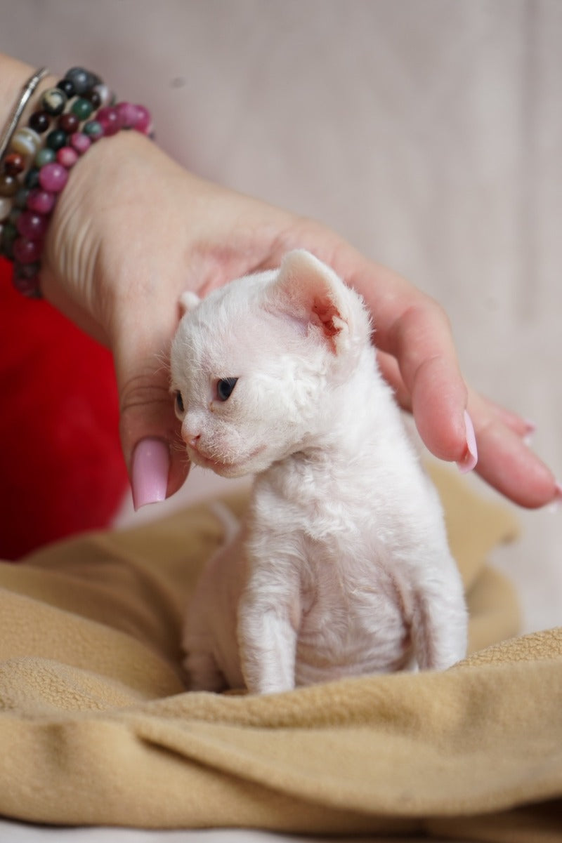 Nika Devon Rex female white - live animals