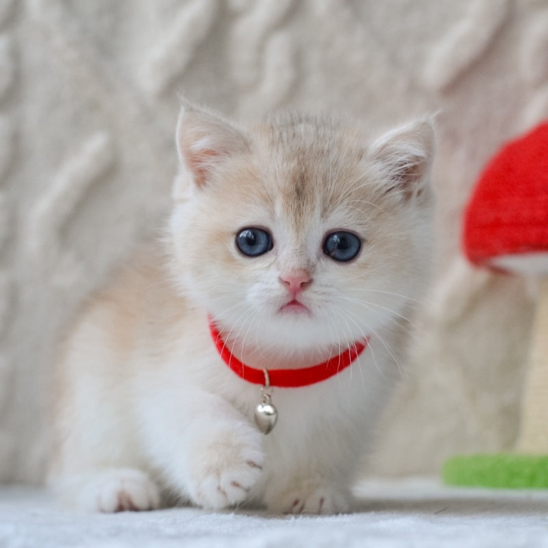 Niko British Shorthair male, blue golden chinchilla
