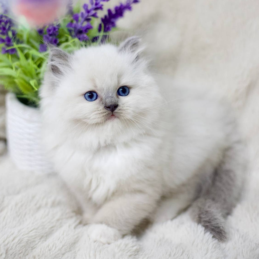 Rolex Ragdoll male, blue mitted