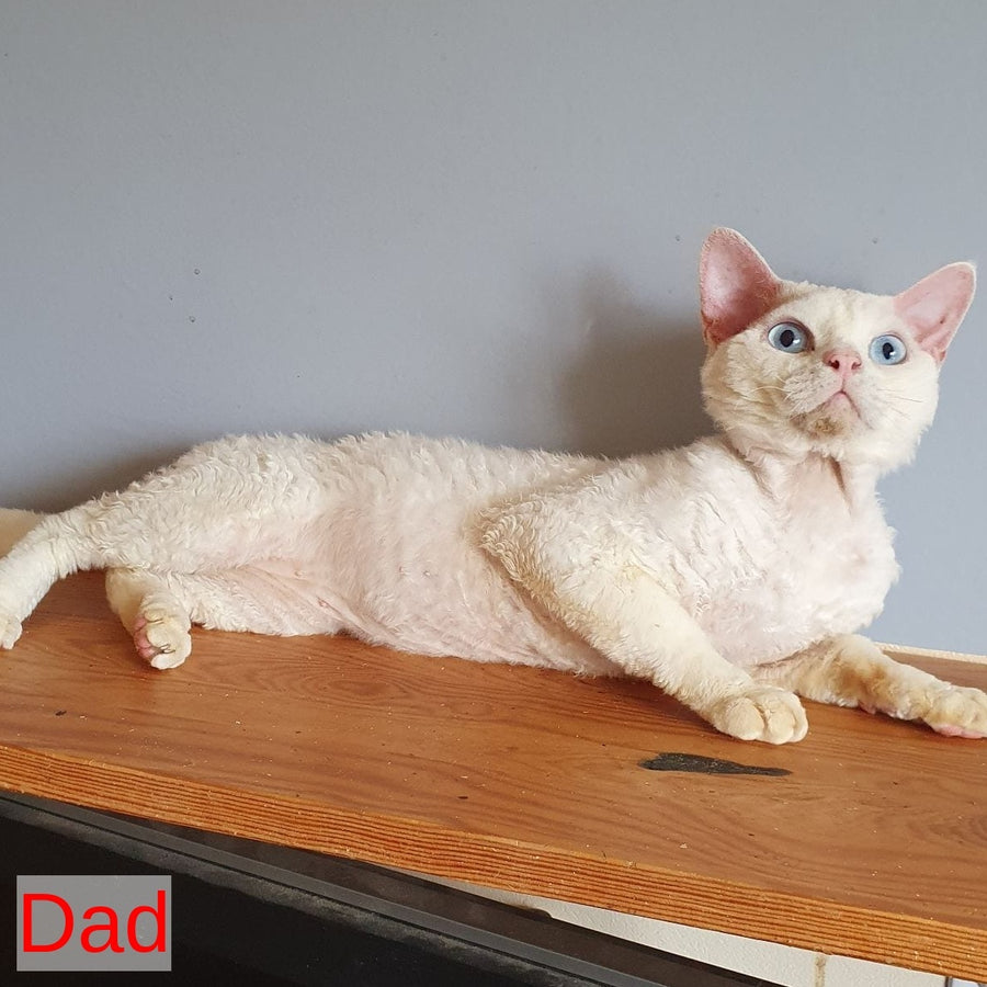 Marina Devon Rex female, white