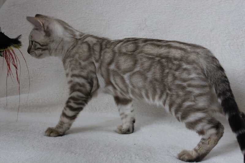 Vakula Bengal male, black spotted tabby pointed