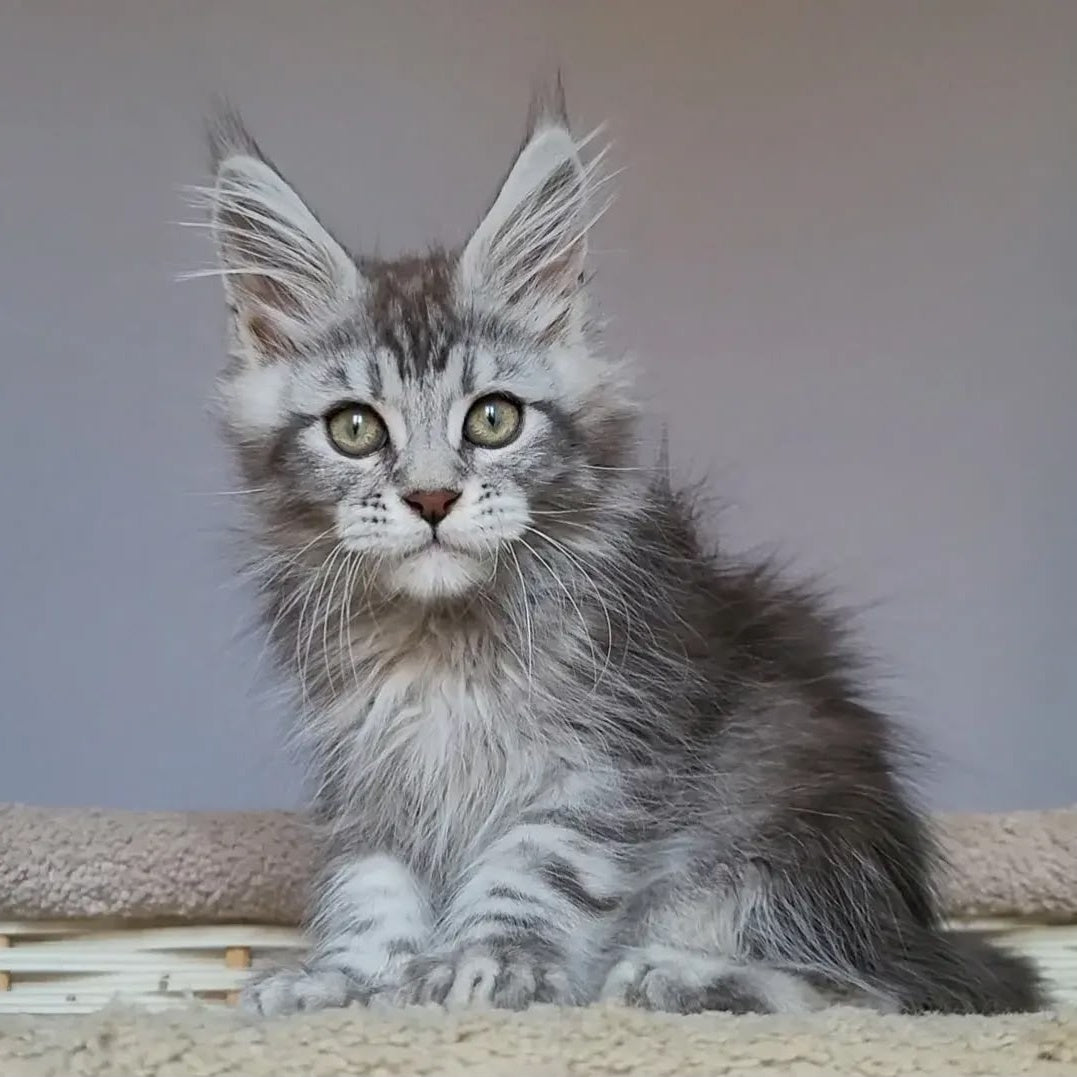 Hugo Maine Coon polydactyl 6x6x6x6 male, black silver tabby