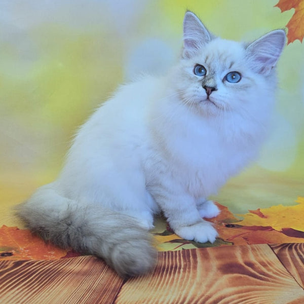 Vintage Siberian male, blue tabby pointed bicolour