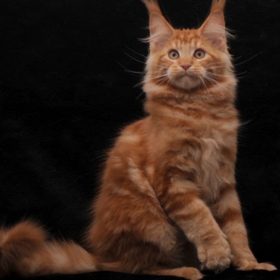 Rony Maine Coon male, red