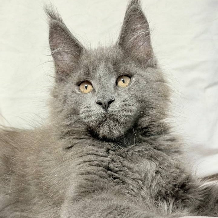 Gatsby Maine Coon male, blue silver