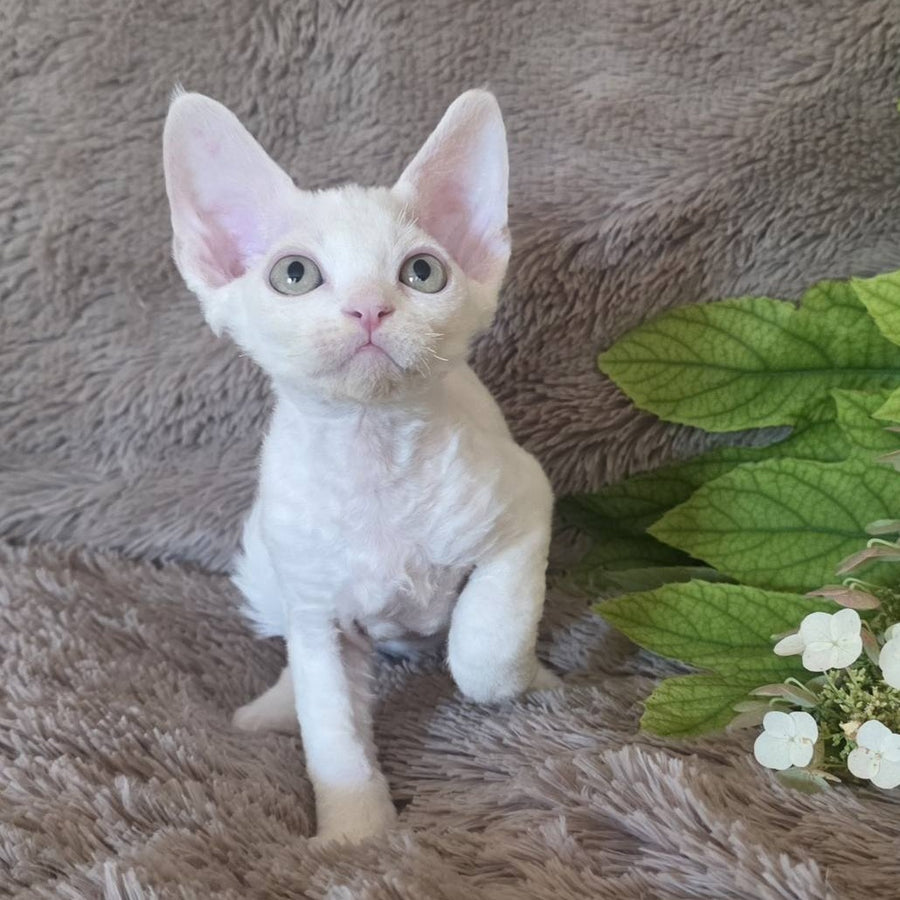 Watson Devon Rex male, white