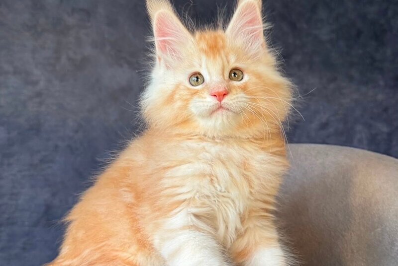 Han-Solo Maine Coon male, red silver ticked tabby