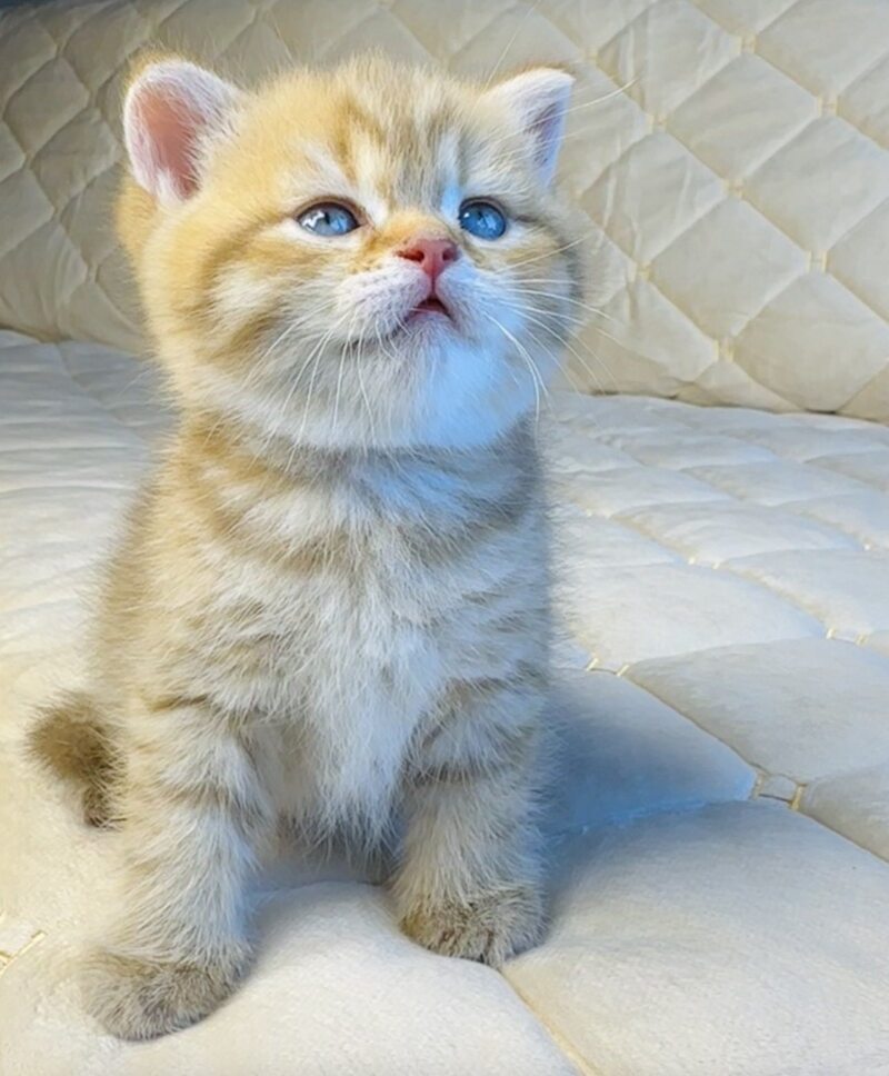 Evelyn British Shorthair female, cinnamon golden spotted tabby