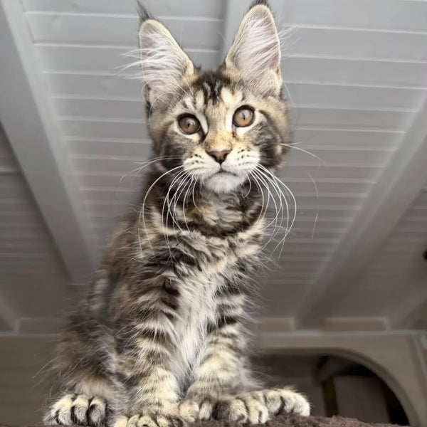 Bamboleilo Maine Coon polydactyl 6x6x6x7 female, black tortie with white tabby