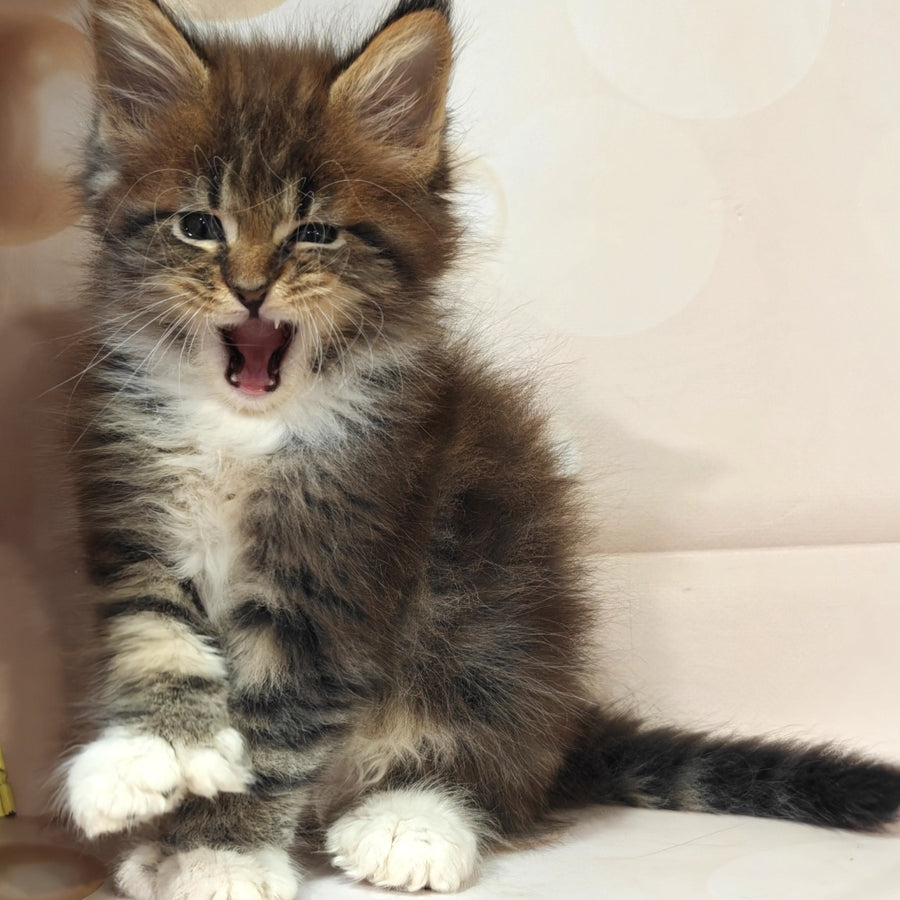 Sheriff Maine Coon polydactyl 6x6x6x6 male, black tabby with white