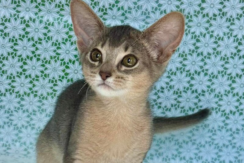 Zhasmin Abyssinian female blue - live animals
