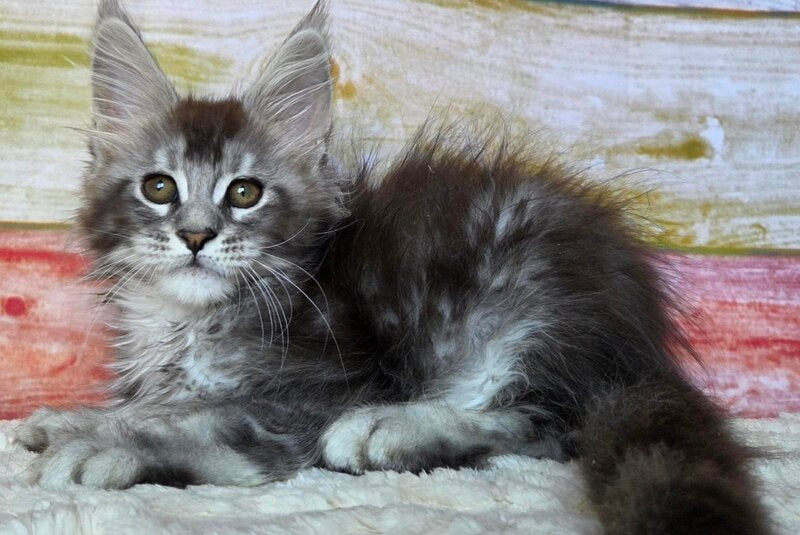 Pollor Maine Coon male, black silver ticked tabby