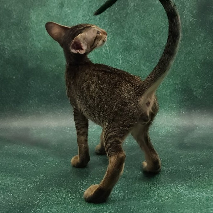 Azur Oriental Shorthair male, black spotted tabby