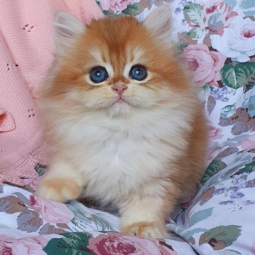Arisha British Longhair female, black golden chinchilla