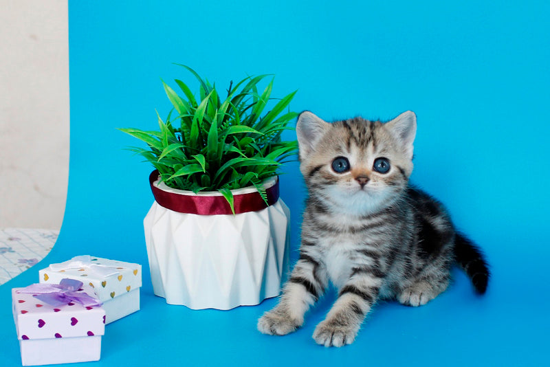 Kamilla British Shorthair female black silver tabby - live animals