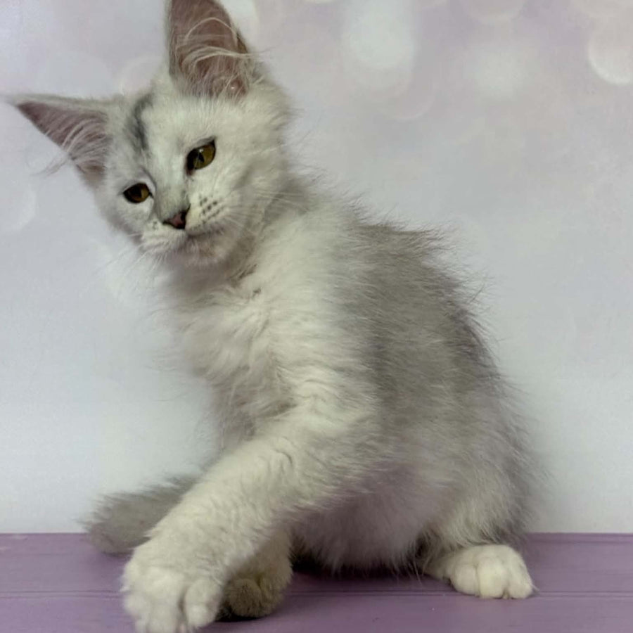 Bree Maine Coon female, black silver shaded with white
