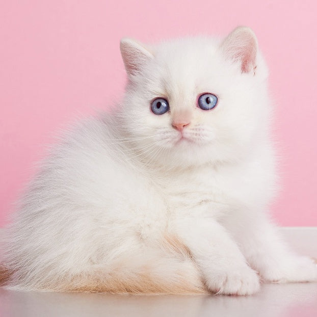 Atlas British Shorthair male, cream pointed
