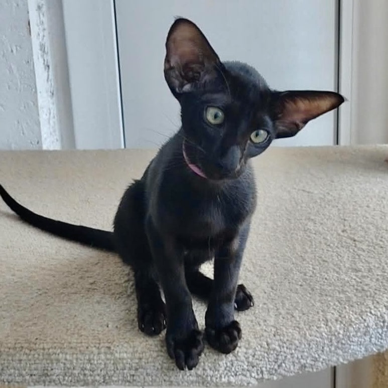 Airin Oriental Shorthair female, chocolate