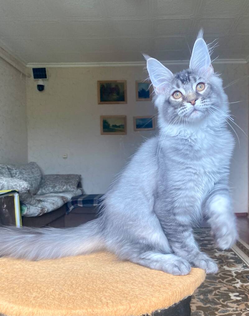 Elizar Maine Coon male, blue silver ticked tabby