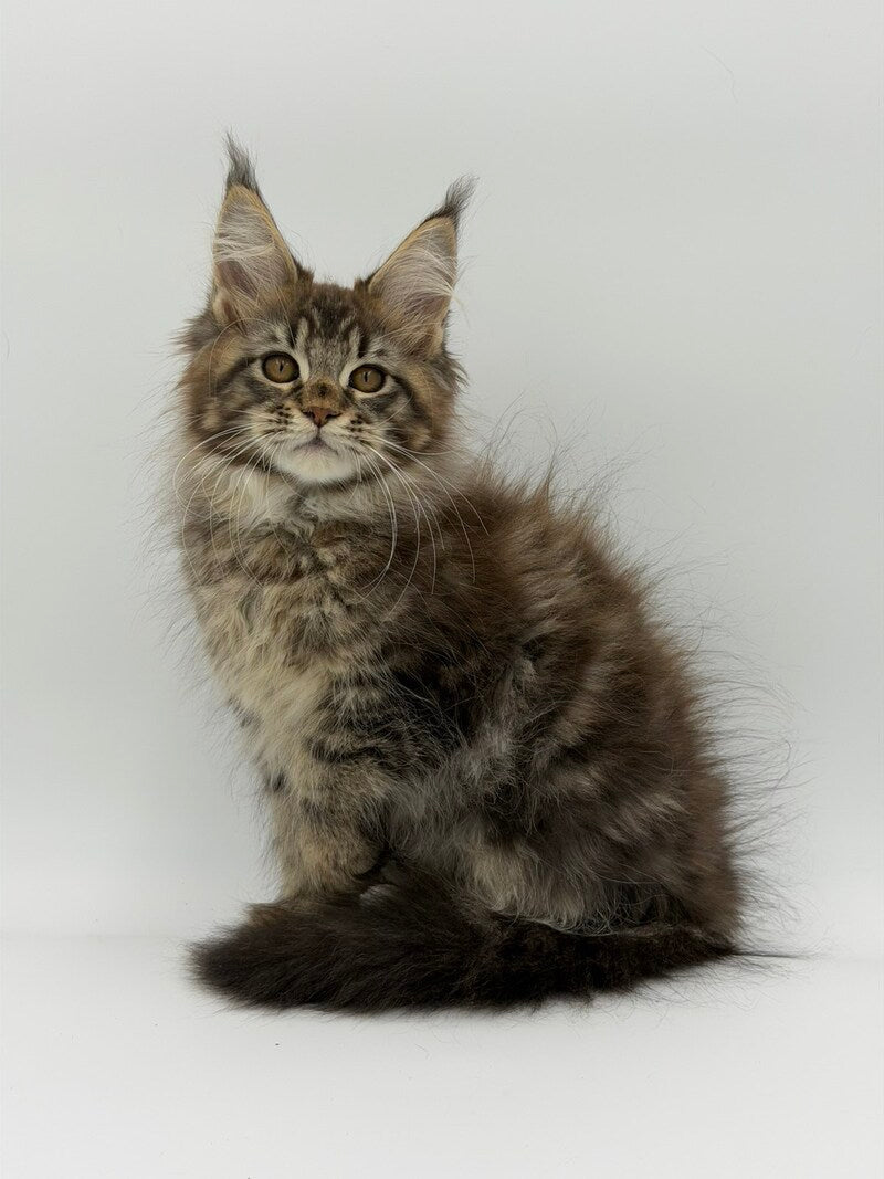 Katran Maine Coon male black tabby - live animals