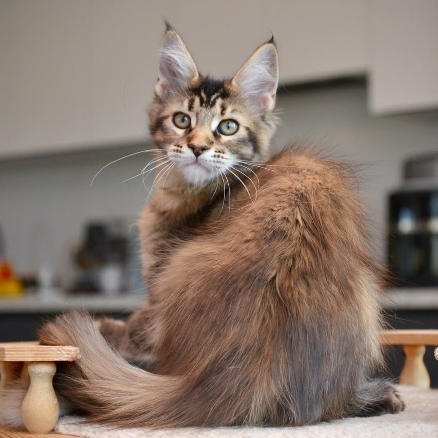Yuna Maine Coon female, black tabby
