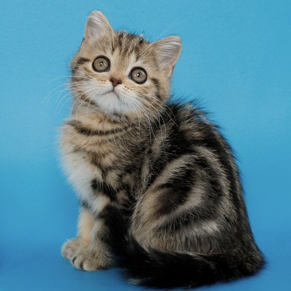 Yamina British Shorthair female, black tabby