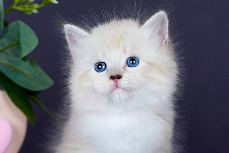Don Juan Siberian male black silver with white tabby pointed live animals