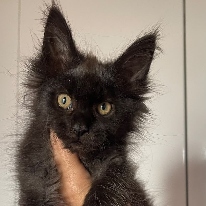 Cozy Ace Maine Coon male, black