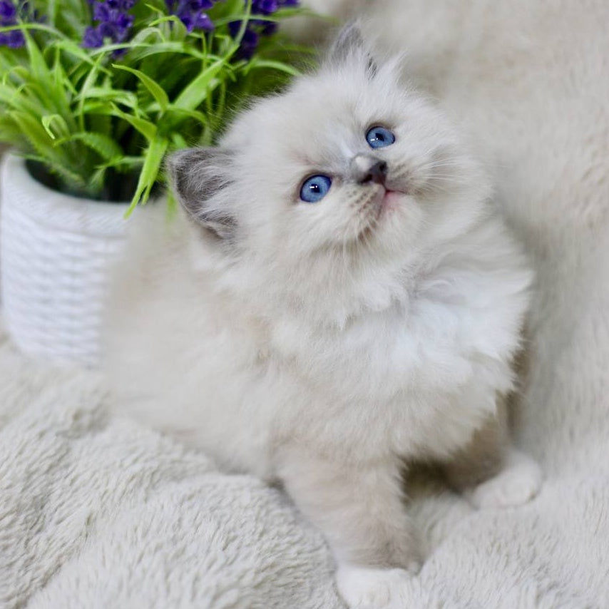 Roddy Ragdoll male, blue mitted