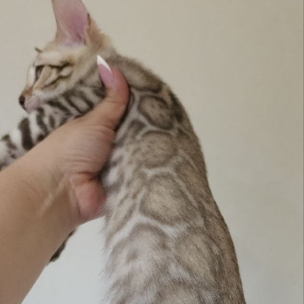 Max Bengal male, seal tabby