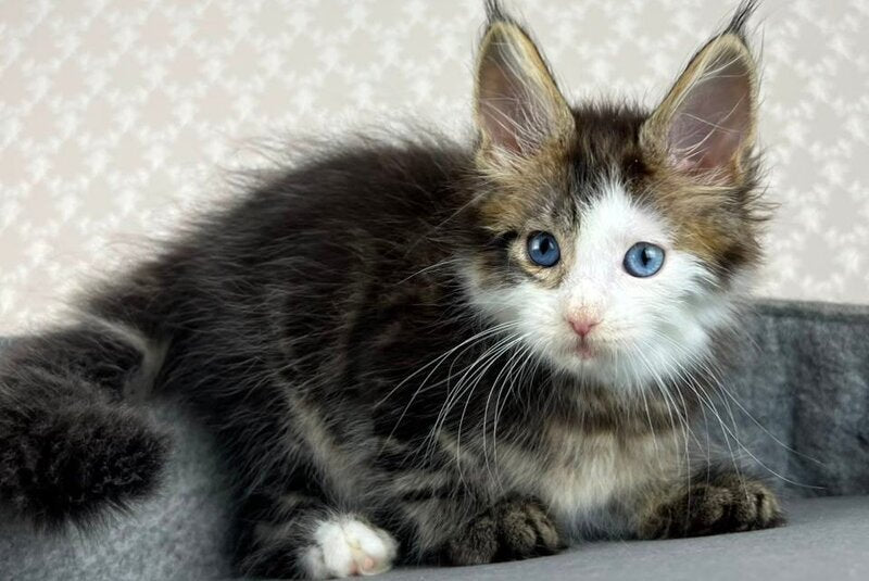 Penelope Maine Coon female, black tabby with white