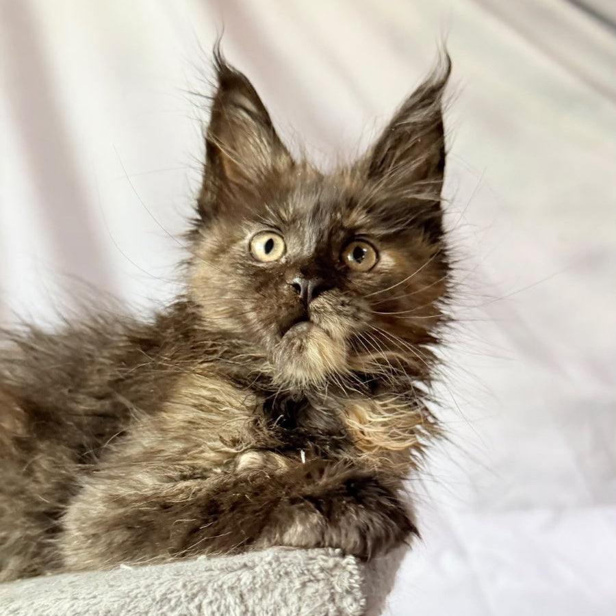 Naima Maine Coon polydactyl 6x6x6x6 female, black tortie
