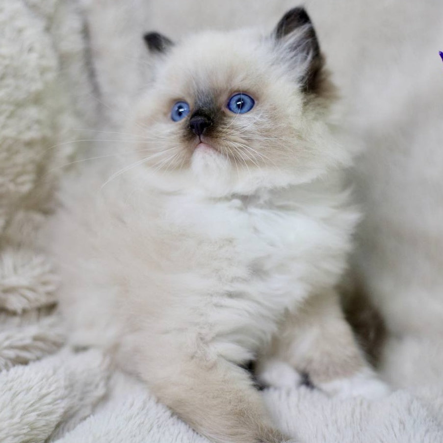 Kingston Ragdoll male, black mitted