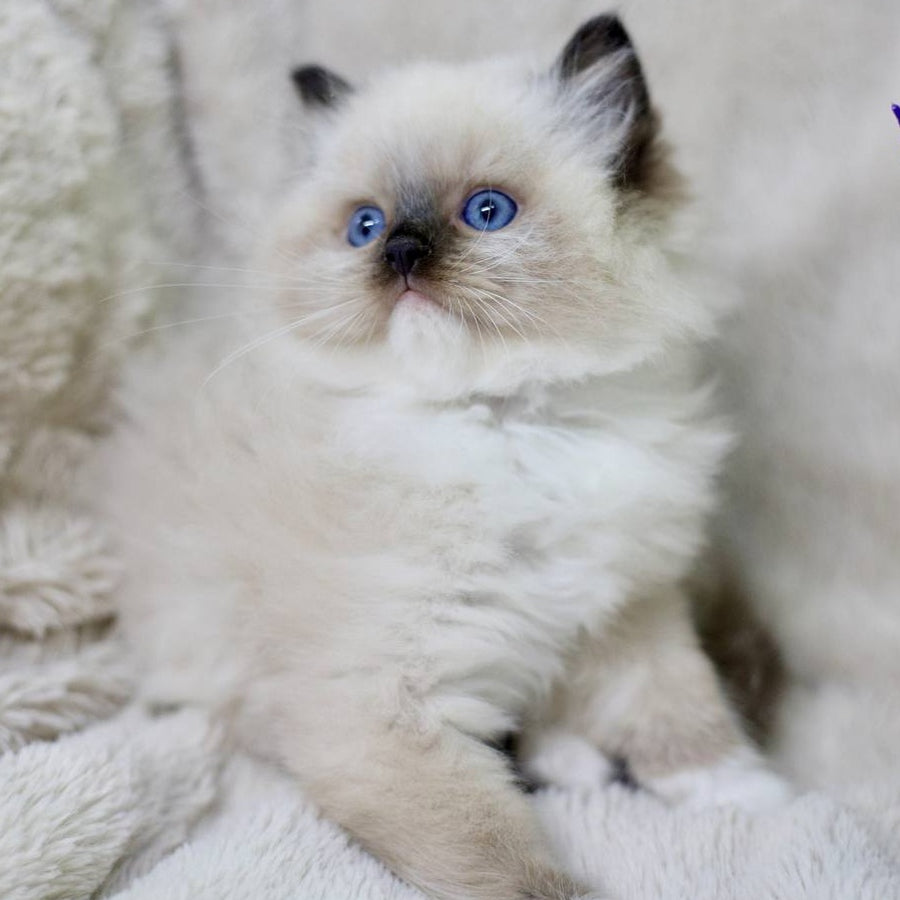 Kingston Ragdoll male, black mitted