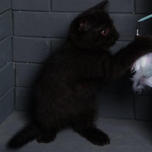 Armani British Shorthair male, black