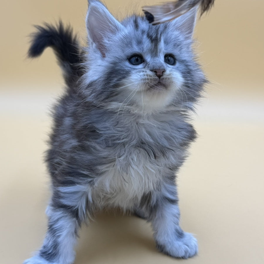 Hilton Maine Coon male, black silver tabby