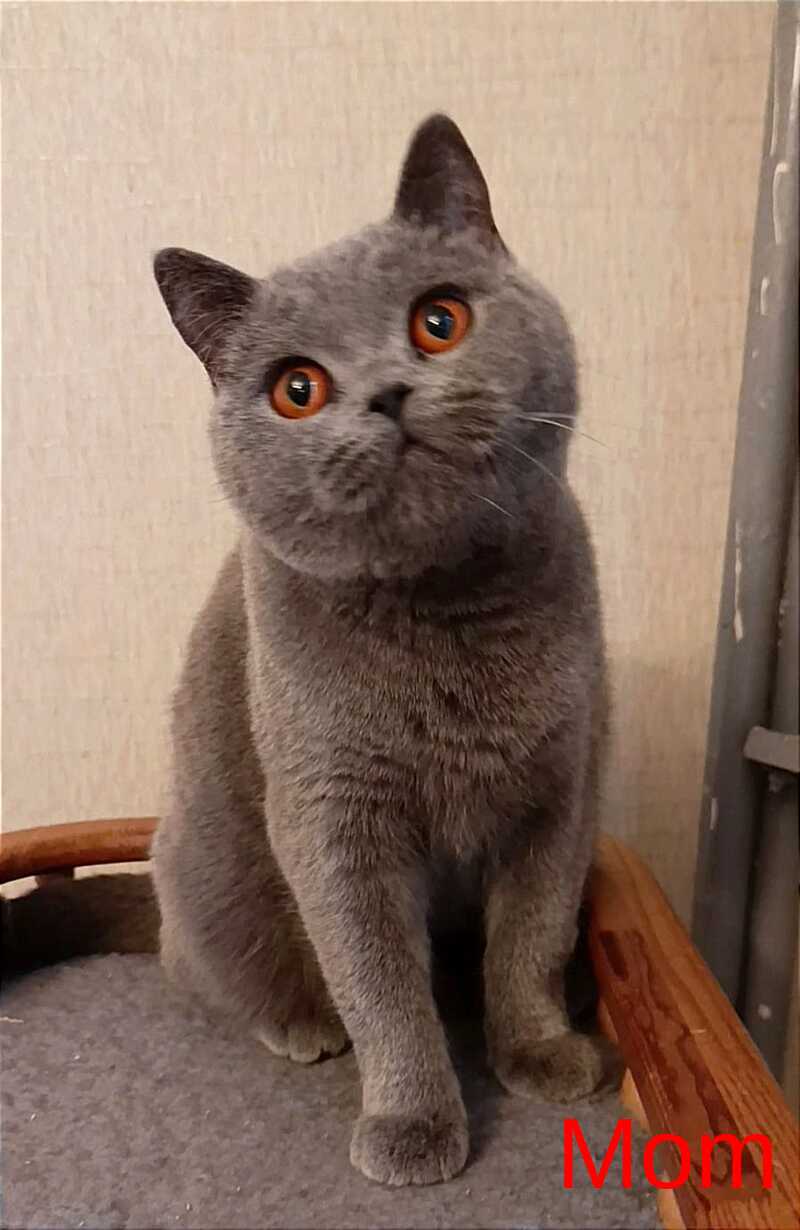 Cassandra British Shorthair female, chocolate