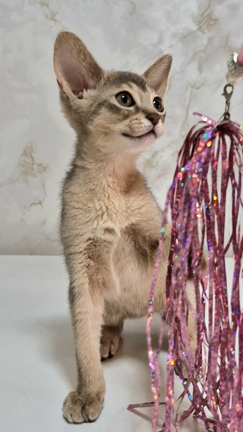 Isida Abyssinian female cinnamon - live animals