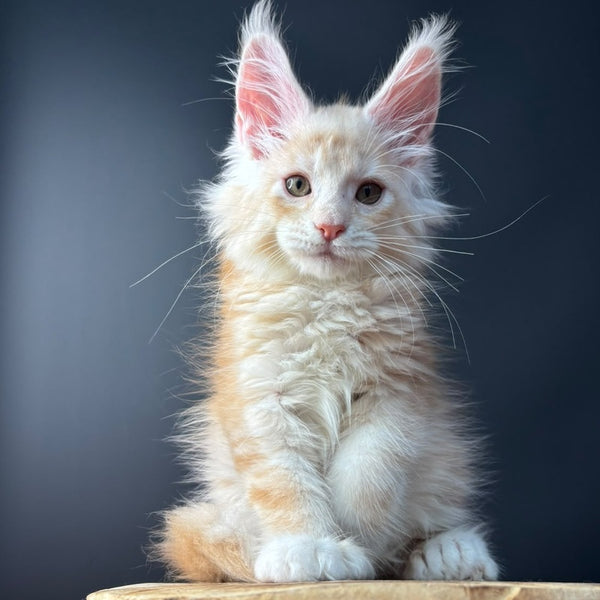 Bugs Bunny Maine Coon polydactyl 6x6x6x6 male, red silver ticked tabby bicolour