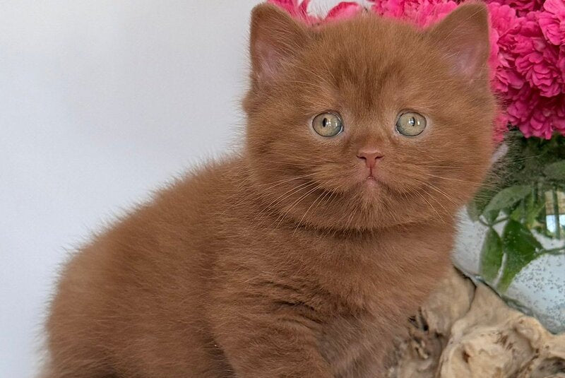 Finn British Shorthair male, cinnamon