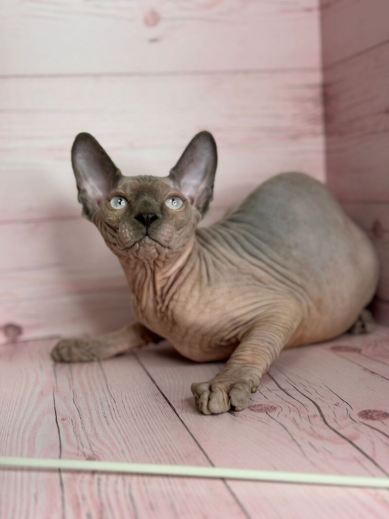 Aslan Canadian Sphynx male, blue pointed