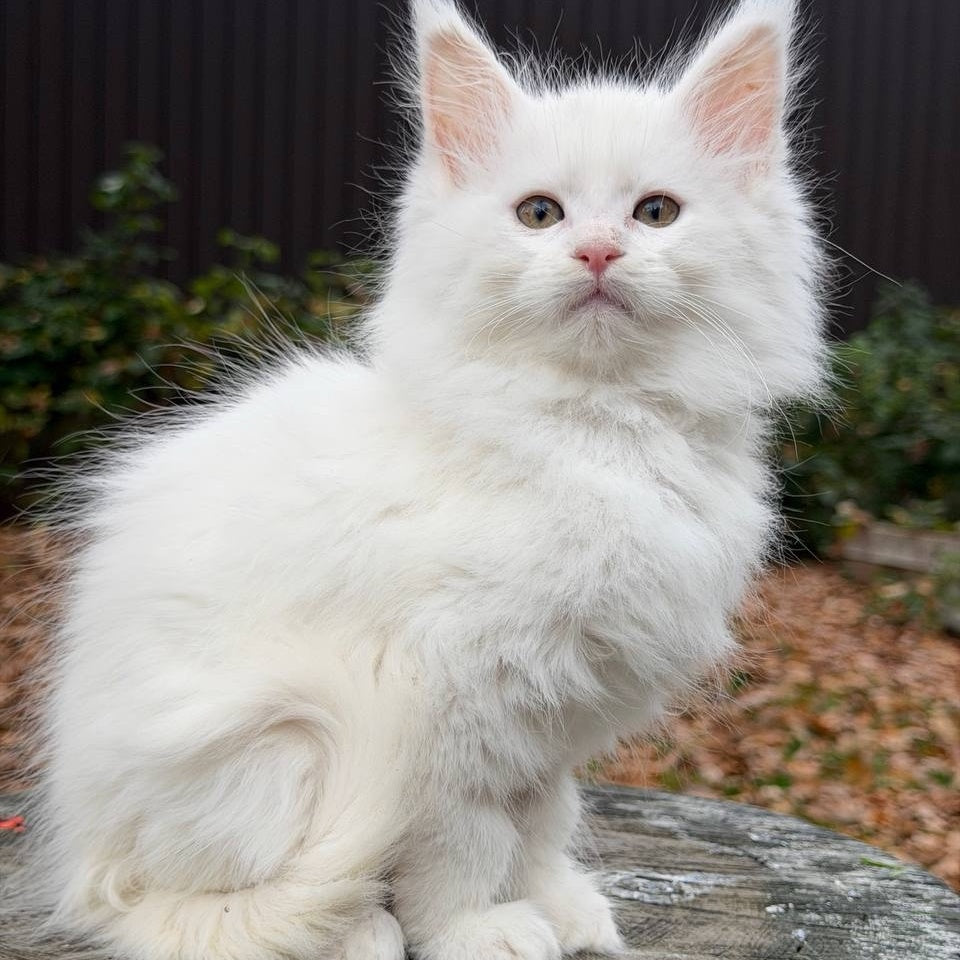 Marishka Maine Coon female, white