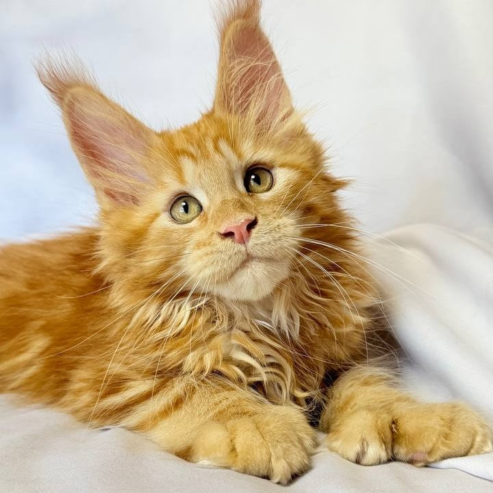 Mufasa Maine Coon polydactyl 6x6x6x6 male, red with white