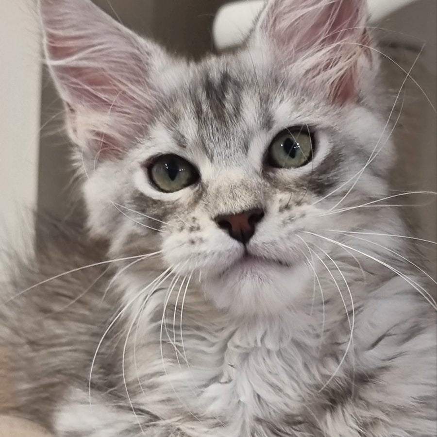 Elit Maine Coon male, black silver spotted tabby