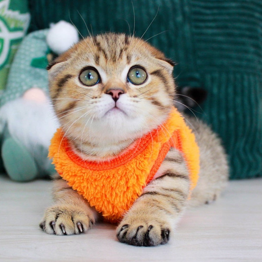 Marcus Munchkin male, chocolate golden spotted tabby