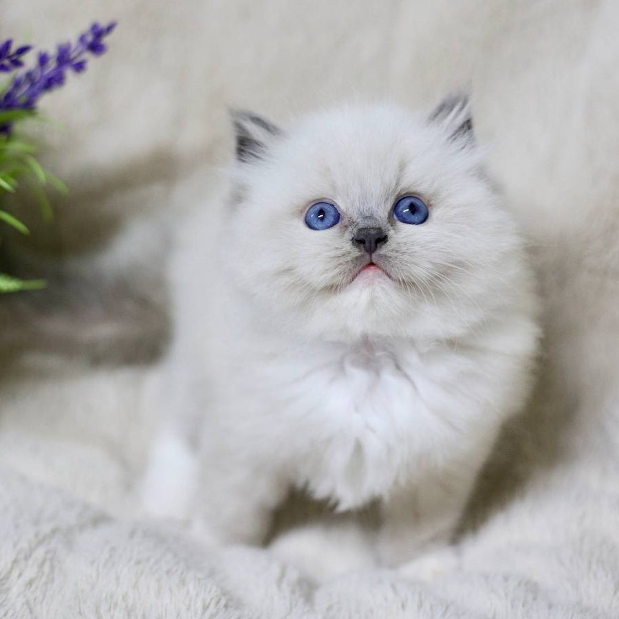 Royce Ragdoll male, blue mitted