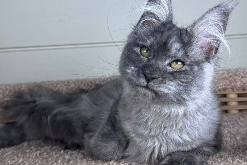 Vanessa Maine Coon female black silver - live animals
