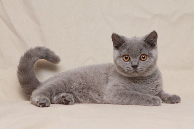 Lapushka British Shorthair female, blue